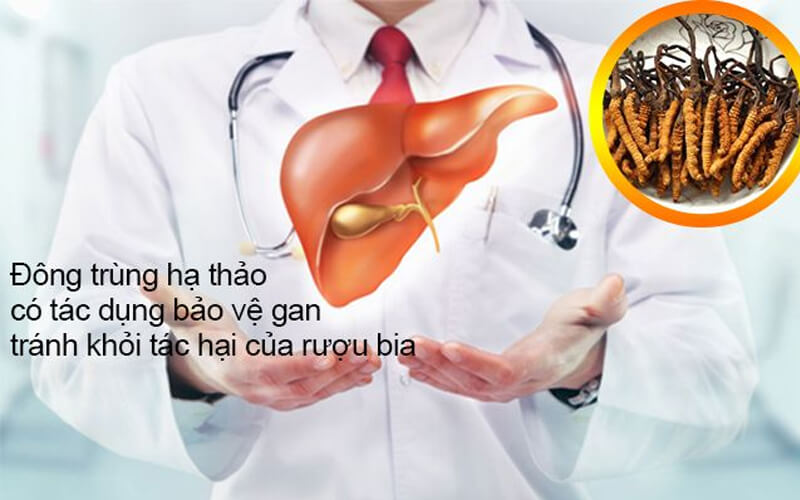 Tác dụng của đồng trùng hạ thảo đối với nam giới