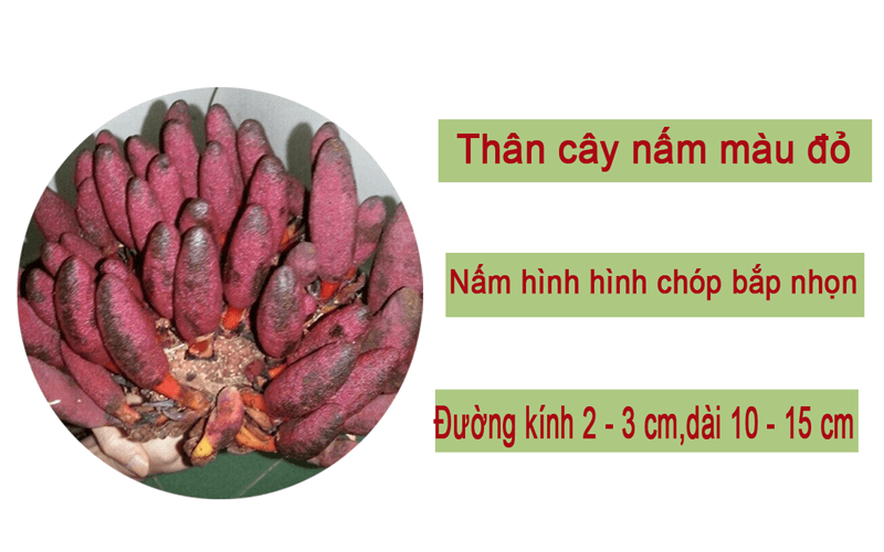 Nấm Ngọc Cẩu