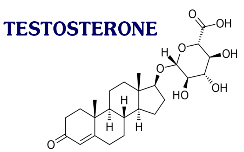 testosterone là gì