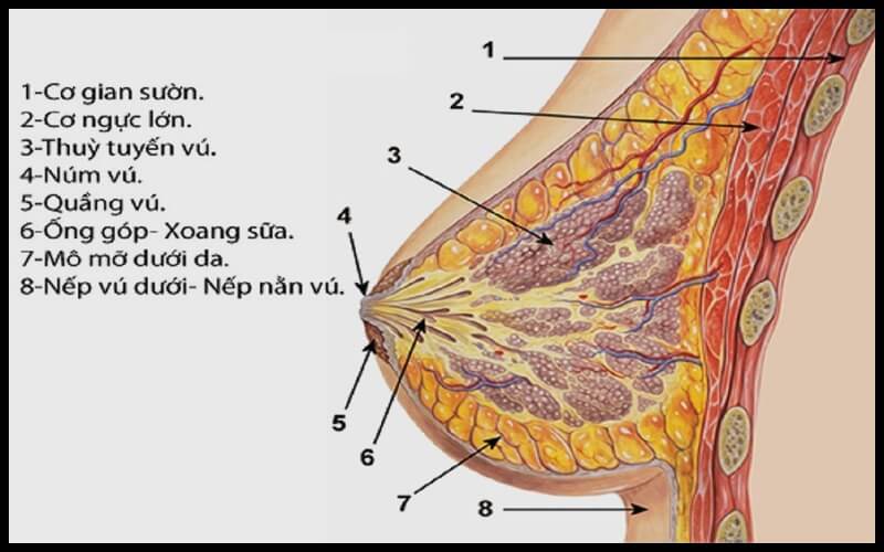 Cách tăng kích thước vòng 1