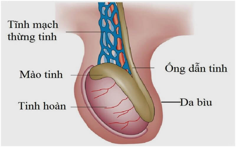 Thảo dược tăng cường sinh lý nam có hiệu quả không?