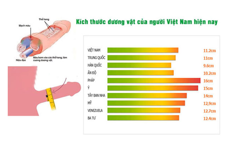 Độ dài trung bình cậu nhỏ Việt Nam bao nhiêu là chuẩn đẹp?