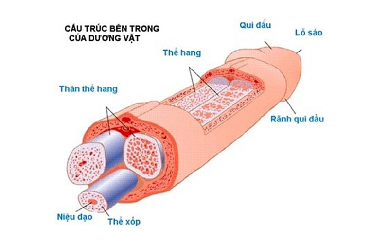 Cấu tạo và chức năng của dương vật