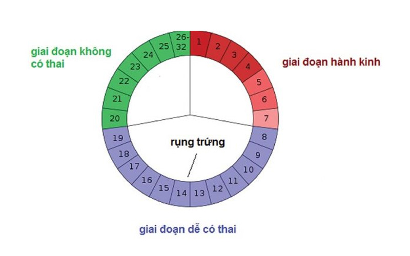 Bật mí cách tính ngày canh trứng rụng sinh con trai