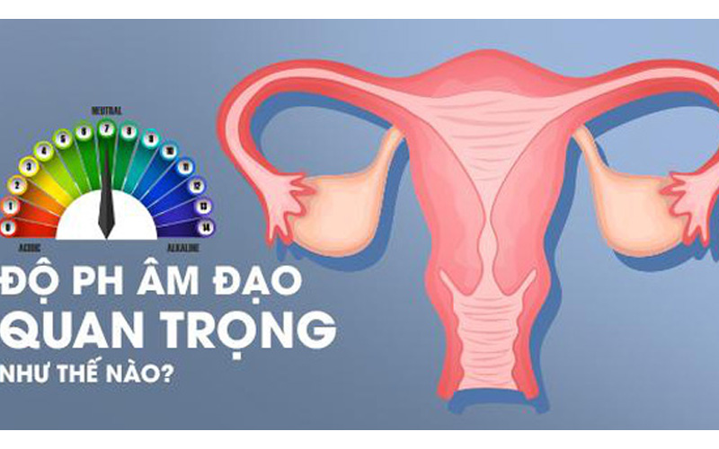 Môi trường của âm đạo có độ axit cao